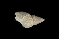 藏品(翻唇玉黍螺)的圖片